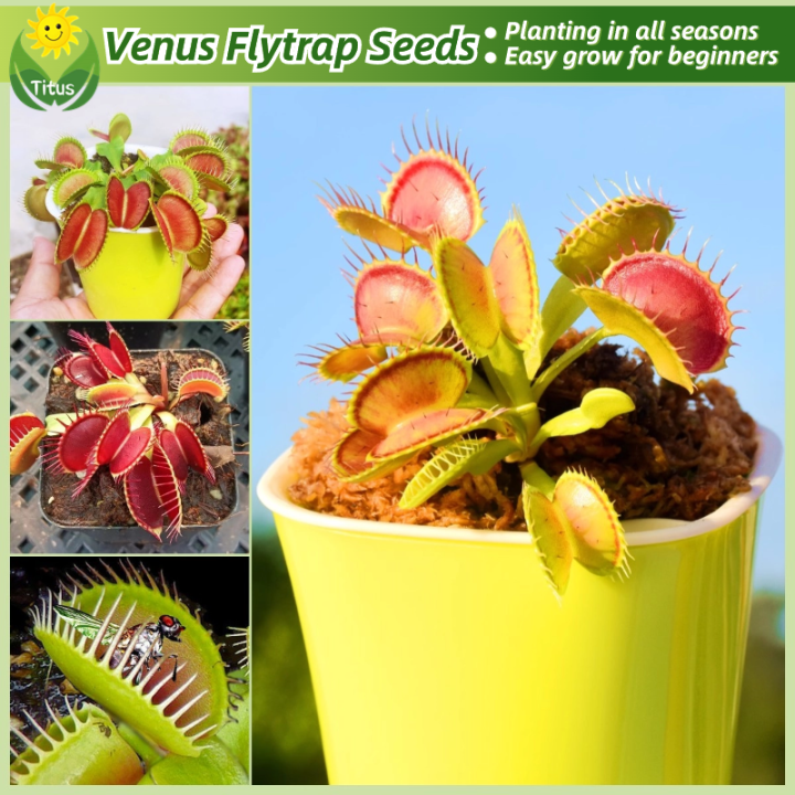 100% Legit Fresh Venus Flytrap Plant Seeds for Planting & Gardening (30 ...