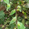 100 Pieces Green Fruit Protection Bags- 6x8 Inch Fruit Netting Bags with Drawstring,Garden Fruit Cover Mesh Bag to Protect Plants from Pest Birds Squirrels. 