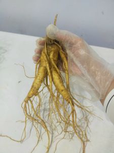 1 Củ Sâm Tươi Hàn Quốc 150-165 Gram Nhân Sâm Hàn Quốc chống mệt mỏi bồi bổ sức khỏe minh mẫn sảng khoái sâm hàn quốc nhân sâm tươi hàn quốc sâm tươi hầm gà sâm tươi ngâm mật ong Tetosi