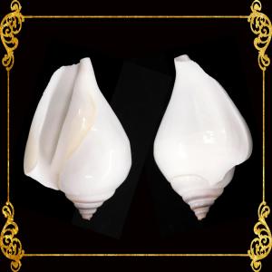 Canarium  Dog Conch  White  2 - 2.5 Inches