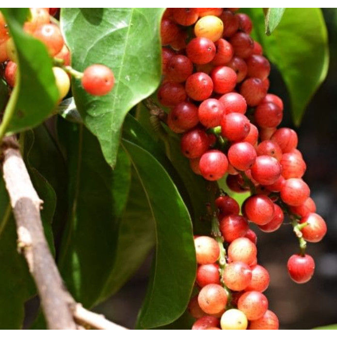 Cây giống chòi mòi