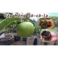 CÂY GIỐNG HỒNG ĐEN SOCOLA( Black Sapote) NHIỆT ĐỚI SIÊU NGON, CAM KẾT CHUẨN GIỐNG F1. 