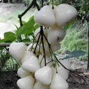 Bibit Tanaman Jambu Air Putih Manis