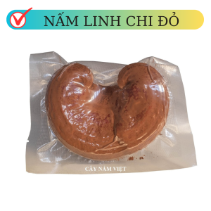Nấm linh chi đỏ Việt Nam nguyên bào tử 01 quả thể (Xích chi cao cấp CNV)