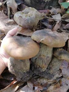 เชื้อเห็ดตับเต่าเห็ดห้า หรือ เห็ดผิ้ง เข้มข้น ขนาดบรรจุ 500 มล. ลงเชื้อกับรากต้นไม้อาศัย โดยใช้กับไม้ผลในสวน ในบ้านของเรา มีของแถมคะ