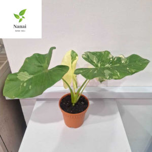 Alocasia albino ~6inch pot ht~300mm