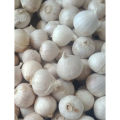 Biji Benih Bawang Putih Tunggal LANANG White ONION Seed - 10 Seed. 