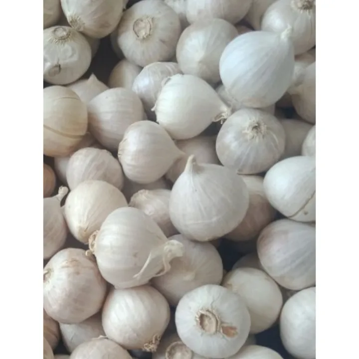 Biji%20Benih%20Bawang%20Putih%20Tunggal%20LANANG%20White%20ONION%20Seed%20-%2010%20Seed%20-%20Image%204