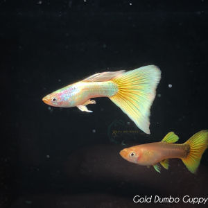 (Pair available) Grade A 24k Gold Dumbo Guppy Premium Grade Pure Strain Guppy