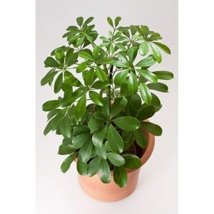 Green Walisongo Plant / 绿伞树 / Pokok Walisongo Hijau / ग्रीन वलिसोंगो पौधा (Singapore: Green Umbrella Plant) – Air Purify