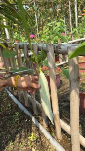 Hạt giống Khổ Qua Tây Rado 999 (5 hạt) giòn ngọt kháng sâu bện tốt trồng quanh năm