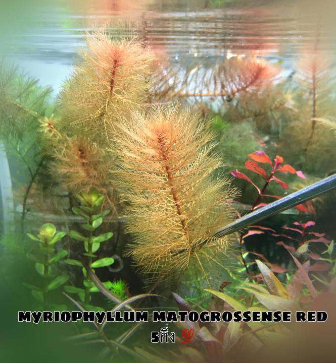 Myriophyllum Matogrossense Red(ขนนกแดง) : ต้นไม้น้ำปลูกในตู้ปลา ตู้ไม้ ...