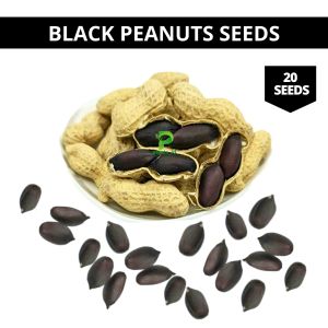 benih kacang tanah hitam