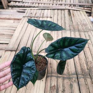 Alocasia Dragon Scale - - Pokok Alocasia Sisik Naga - ड्रैगन स्केल अलोकेसिया Alocasia Dragon Scale – Textured Leaves Rare Aroid Collectors Plant Bold Foliage Indoor Showpiece LIVE PLANT