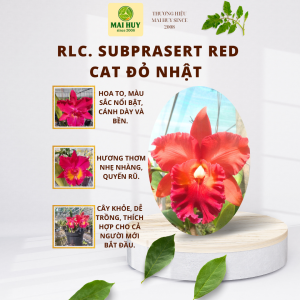 HOA LAN RLC SUBPRASERT RED ĐỎ NHẬT GIỐNG LAN LAI CAO CẤP - HOA LÂU TÀN - DỄ HOA - DỄ CHĂM SÓC - MAI HUY