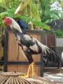 TELUR AYAM BANGKOK BIRMA ORI UNTUK DI TETASKAN. 