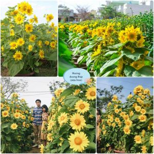 Hạt giống hoa hướng dương tháp-gói 30 hạt-gieo trồng quanh năm