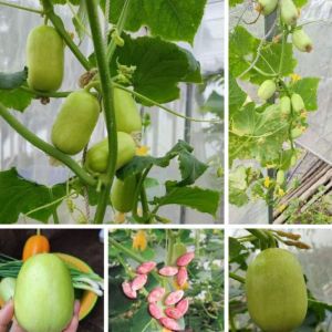 Combo 2 gói hạt giống dưa chuột ngọc nữ -gói 20 hạt-tặng kèm phân bón