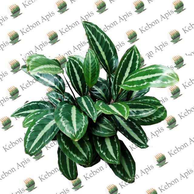 tanaman hias calathea watermelon picturata Tumbuhan Berdaun Hijau Tumbuhan  Rimbun Untuk Interior Tumbuhan Untuk Dekorasi Ruangan - Lazada | Lazada  Indonesia
