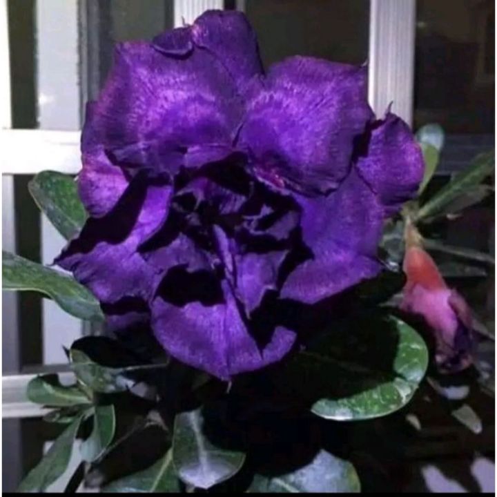 Tanaman hias adenium purple rose | Lazada Indonesia