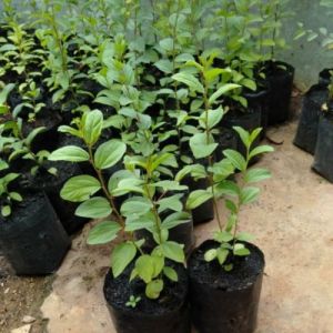 Bibit Tanaman Daun Bidara Arab / Daun Rukyah pengusir jin Kualitas sangat Unggul