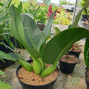 Philodendron Martianum - - Pokok Philodendron Martianum - फिलोडेंड्रोन मार्टियनम Philodendron Martianum – Thick Stems Glossy Leaves Sculptural Look Easy Aroid Indoor Statement LIVE PLANT