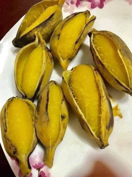 CHU%C3%94%CC%81I%20SA%CC%81P%20NGH%C3%8A%CC%A3%20%20B%E1%BA%BEN%20TRE%202KG%20-%20Image%208