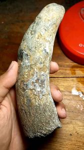 NATURAL F O S I L GA DING G Ada bagian yg MENGKRISTAL