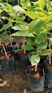 น้อยหน้า ฝ้ายเกษตร กิ่งทาบขนาด80ซม