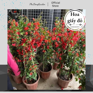 Hoa Giấy Đỏ Lửa cao 80cm đã có hoa | Lỗi 1 đổi 1 Hoa ra quanh năm phù hợp khí hậu 3 miền chăm sóc dễ dàng trang trí ban công sân vườn(ảnh thật)!