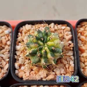 Gymnocalycium​  เพชรแต้มสีโคลน​ Marble​