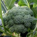 Fresh Organic Broccoli Seeds for Planting (300 Seed) biji benih brokoli 西兰花种子 High Yield Legit Broccoli Sprouts Seeds F1 Green Cauliflower Seed Microgreens Seeds Vegetables Seeds for Gardening Balcony Potted Live Vegetable Plants Veggie Seeds benih sayur. 