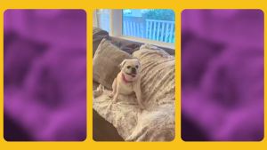 WHAT DO YOU MEME? Emotional SupportNuggies by Relatable Cuddly Dog Toys and Puppy Essentials Great Gift Ideas for Your Furry Friend Includes 3 Toys