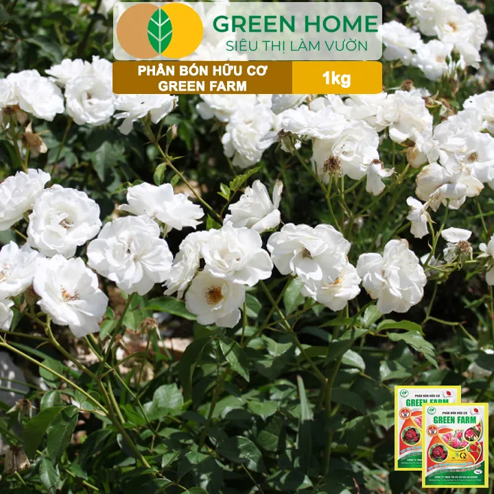 Ph%C3%A2n%20B%C3%B3n%20H%E1%BB%AFu%20C%C6%A1%20Green%20Farm,%20GreenHome,%20G%C3%B3i%201kg,%20Chuy%C3%AAn%20D%C3%B9ng%20Cho%20C%C3%A2y%20C%E1%BA%A3nh,%20Hoa%20H%E1%BB%93ng%20-%20Image%204