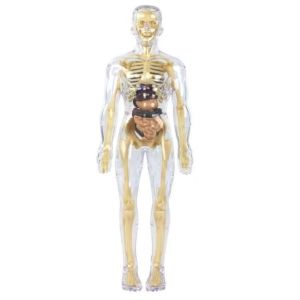 Human Body Model 28cm Anatomy Display Organ Assembly Human Skeleton Set Science Sains Model Manusia