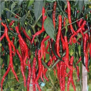 BIBIT CABE MERAH KERITING - 20Biji / Benih / bibit CABAI MERAH KERITING / CABE KERITING bibit buah / bibit sayur