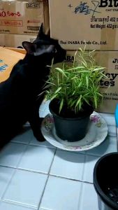 หญ้าแมวไผ่เงินไผ่แมว กระถาง 5 นิ้ว (สูงสุด 4 ต้น/ออร์เดอร์และไม่รวมกับสินค้าอื่นๆ)