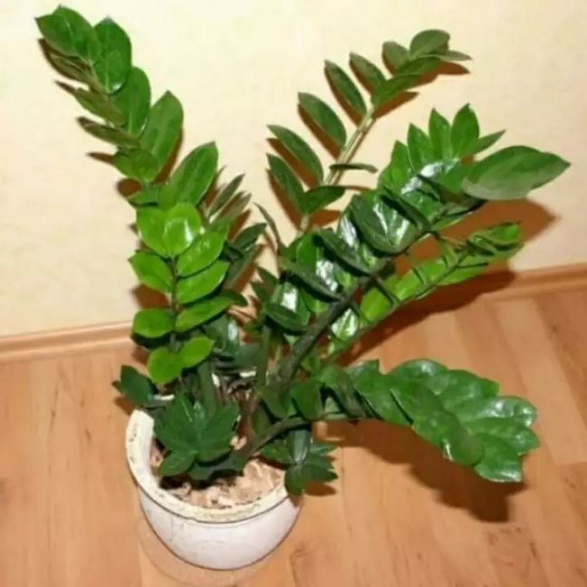 bakker zimmerpflanzen Tropische Zimmerpflanzen-Kollektion (x4) - Chamaedorea elegans, Arum  syngonium, Musa, Coffea arabica