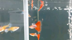 Albino Sky Red Guppy