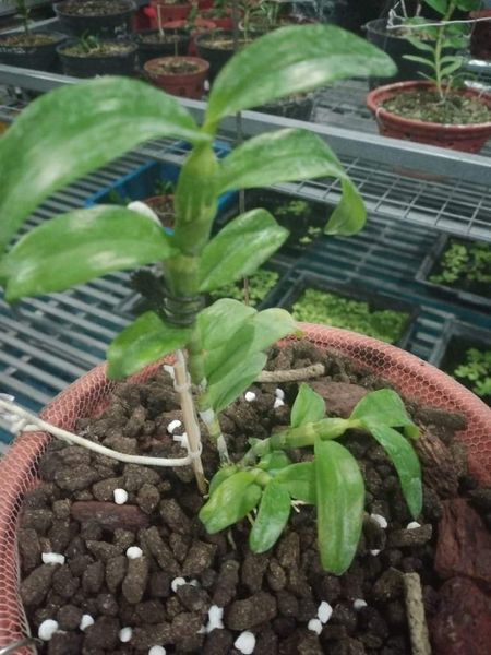 (S%E1%BB%90C%20GI%C3%81%20R%E1%BA%BA)%20Hoa%20lan%20phi%20%C4%91i%E1%BB%87p%20-%205ct%20c%E1%BB%A7%20chi%20CAM%20K%E1%BA%BET%20C%C3%82Y%20%C4%90%E1%BA%B8P%20CHU%E1%BA%A8N%20-%20Image%208