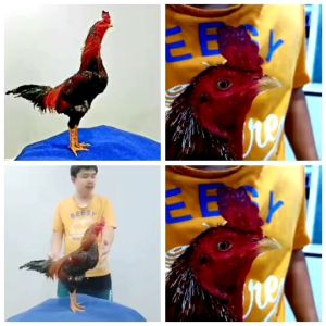 ไข่ไก่ชนสายเลือดเวินล้านภาคเหนือ ราคาฟองละ120บาท แสดงสินค้า: 3ฟอง (โปรโมชั่นซื้อเสริม) ซื้อ 5ฟอง (ราคาฟองแถมเสริม 2ฟอง)