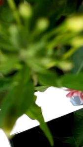 MÓC TREO QUẦN ÁO (HƯỚNG DƯƠNG) GẮN TƯỜNG SIÊU TIỆN DỤNGCHẮC CHẮNINOX 304 CHỐNG ĂN MÒN CAOTRANG TRÍ NHÀ CỬA