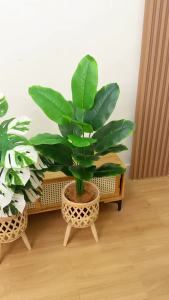 95cm-120cm Indoor Decorative Plant（FREE RATTAN FLOWER POT）White Banana Pink Caladium/Fan Palm/Monstera Albino