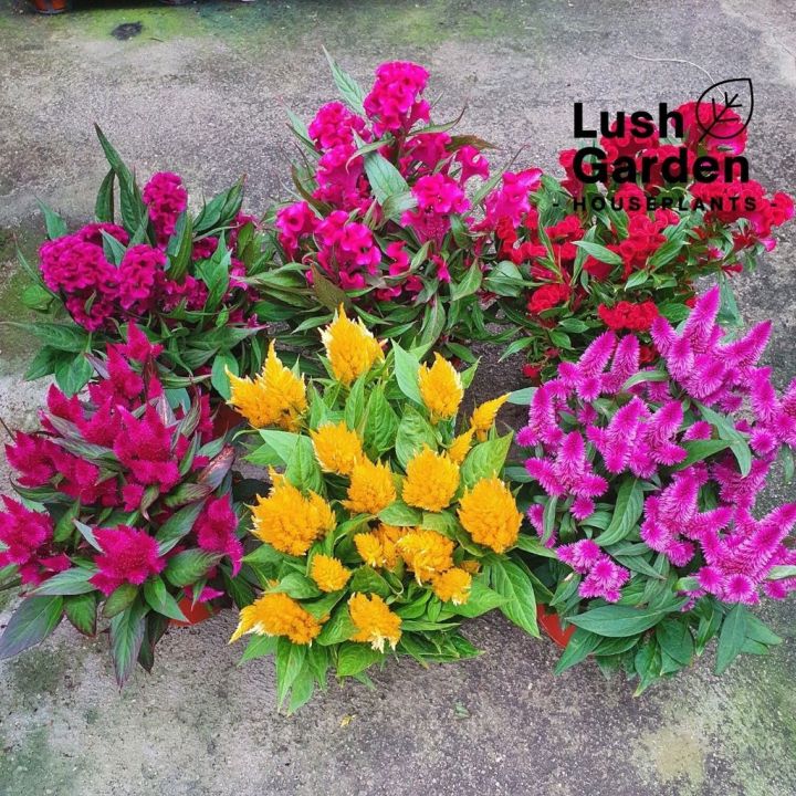 Celosia Cockscomb / Pokok Bunga Balung Ayam 鸡冠花 150mm Pot Live Plant ...