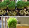 Hạt Giống Cỏ Lúa Mì Đỏ Wheatgrass Cỏ Mèo. 