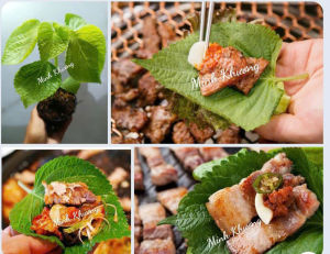 chậu cây lá mè Hàn Quốc nhiều công dụng thơm ngon-Vườn Minh Khương