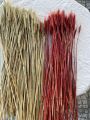 { HOT TREND } Bó 85 đến 95 Bông Lúa Mạch Tài Lộc - Hoa Chưng Tết - Trang Trí Decor Xinh Xắn Và Độc Đáo/ Nhiều Màu Sắc Để Lựa Chọn. 