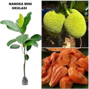 Bibit Nangka Mini Terlaris