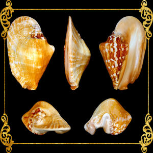 Sinustrombus Latissimus | 5 - 7 Inches