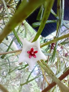 โฮย่าแมงมุม Hoya retusa โฮย่าแมงมุม ต้นไม้แขวนไม้ประดับ สไตล์มินิมอล